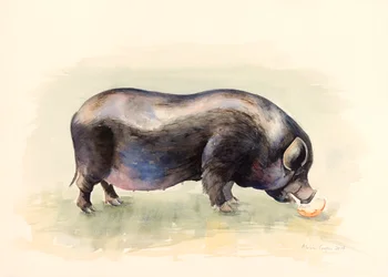Italiensk sort gris, 2014